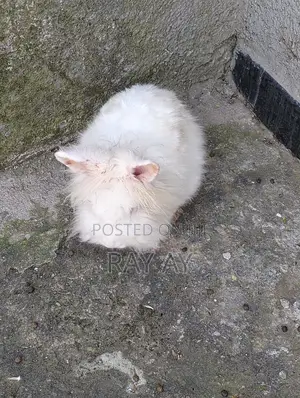 Rabbits and Their House for Sale