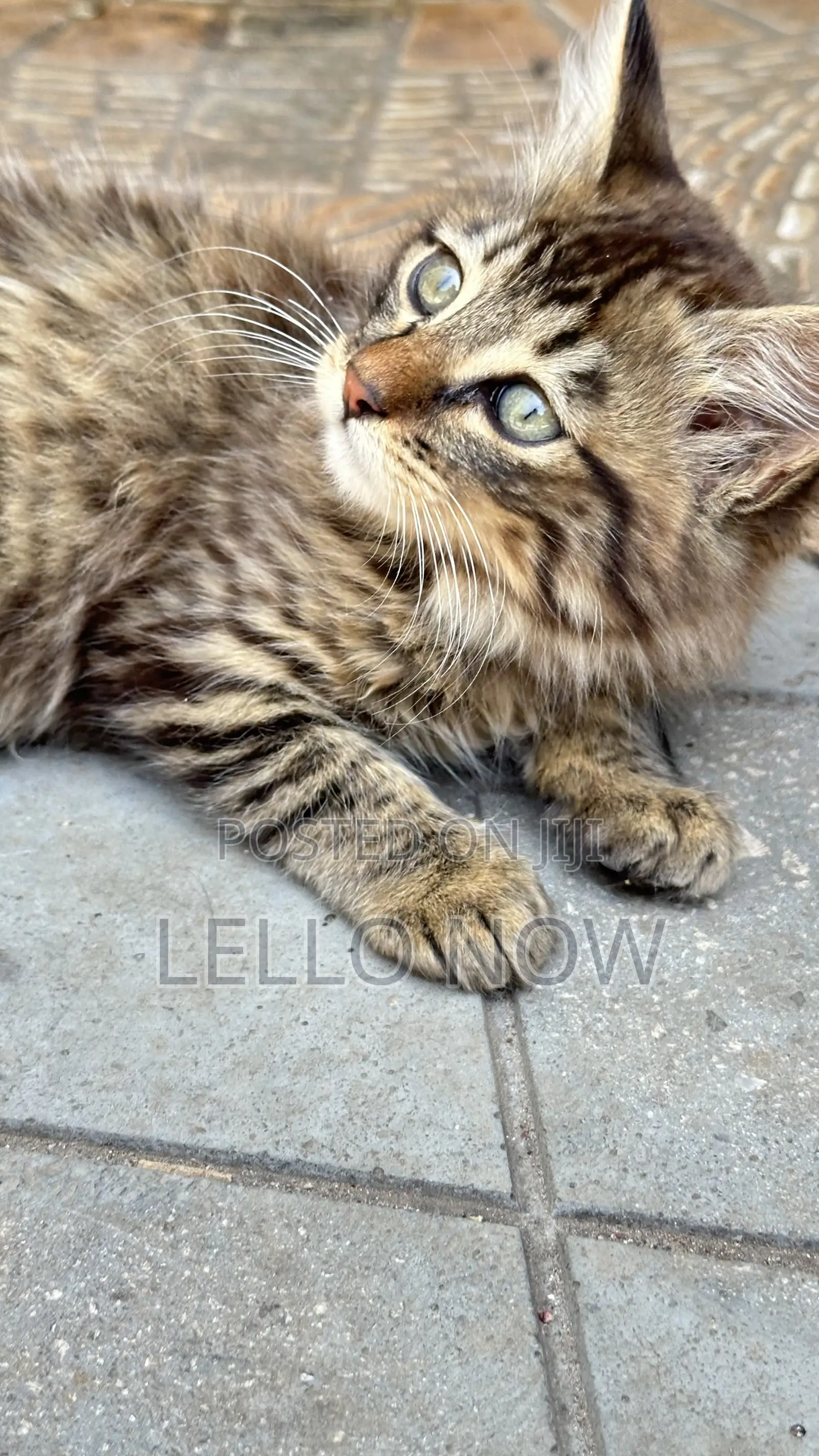 1-3 months Male Purebred Tabby