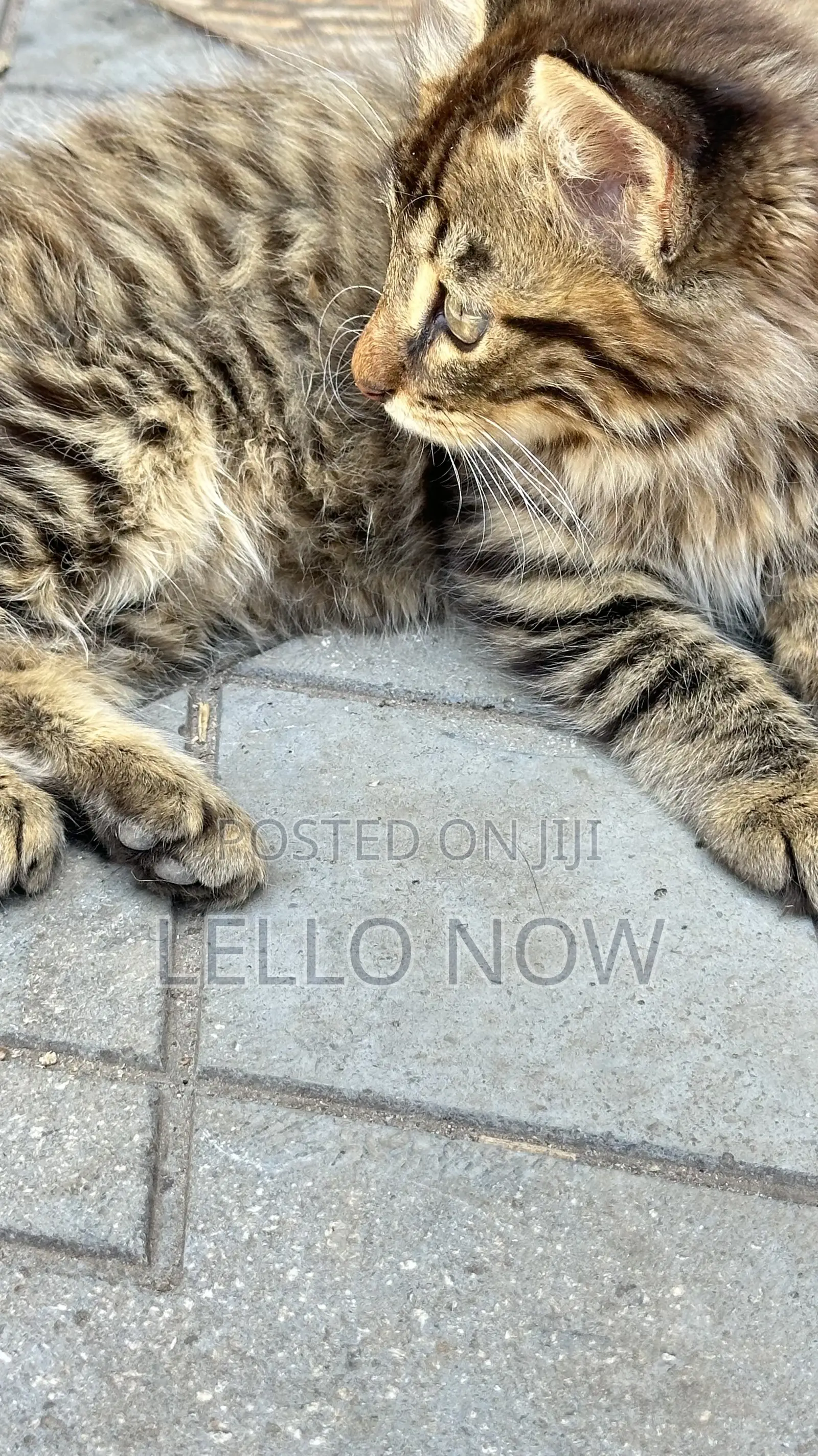 1-3 months Male Purebred Tabby
