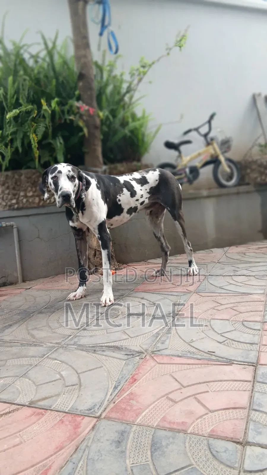 1+ year Male Purebred Great Dane