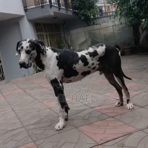 1+ year Male Purebred Great Dane