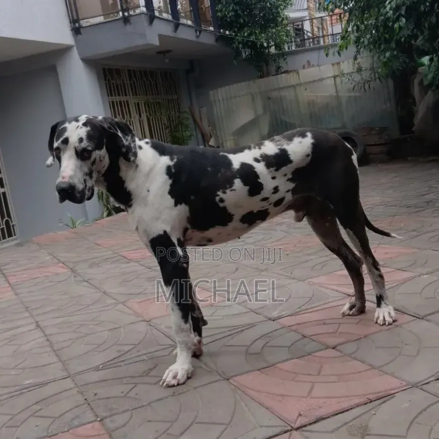 1+ year Male Purebred Great Dane