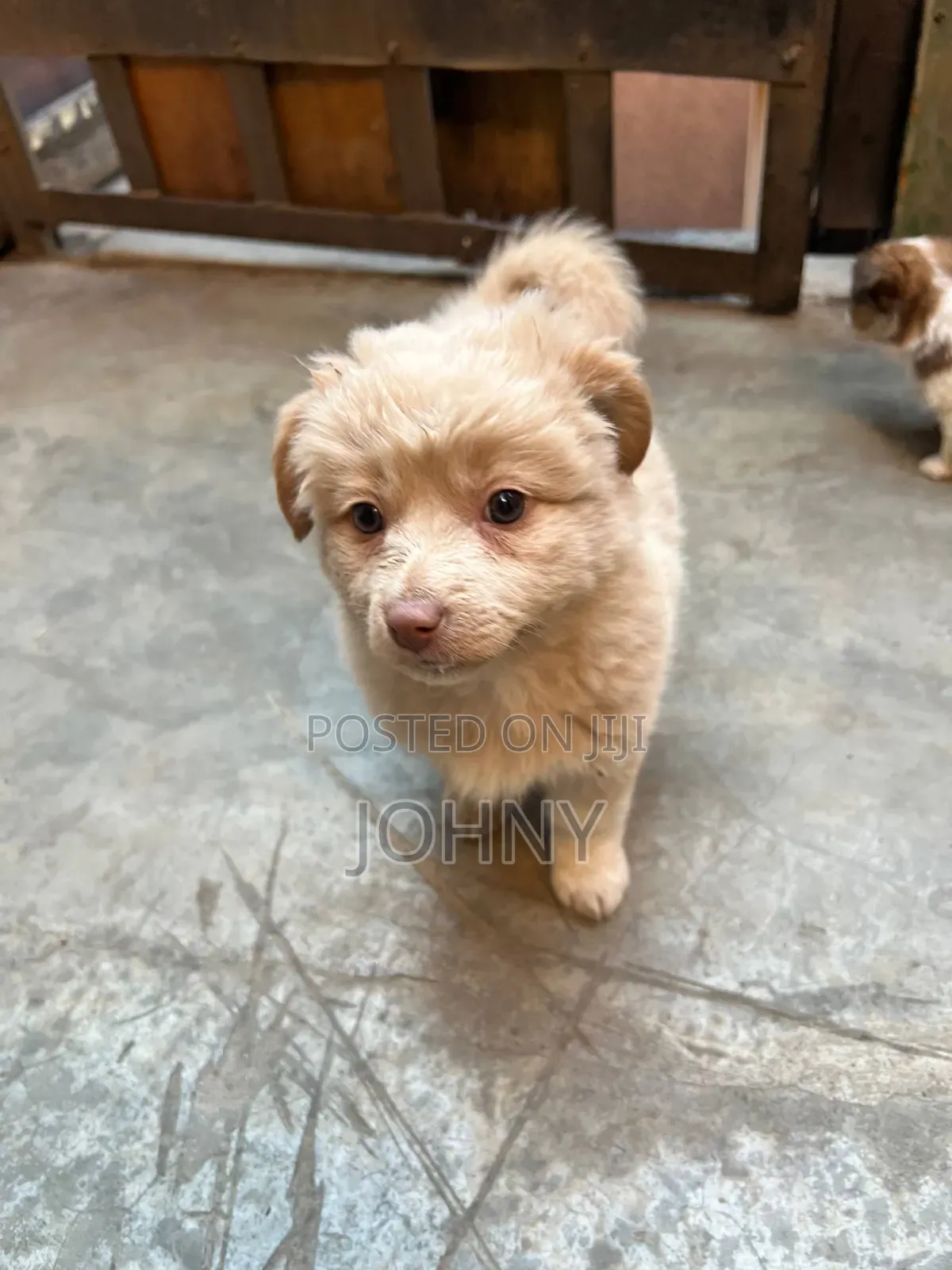 1-3 months Female Mixed Breed Maltese