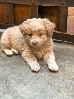1-3 months Female Mixed Breed Maltese