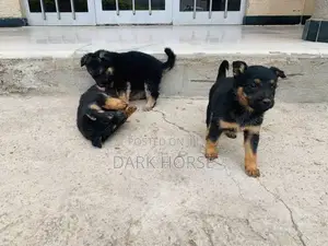 0-1 month Male Purebred German Shepherd