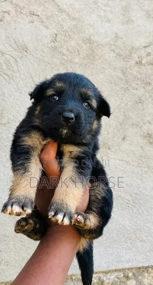 0-1 month Male Purebred German Shepherd