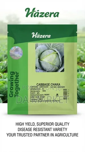 Hazera Cabbage Chaka Seeds Containing 2,000 Seeds,