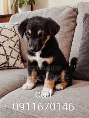 0-1 month Male Mixed Breed German Shepherd