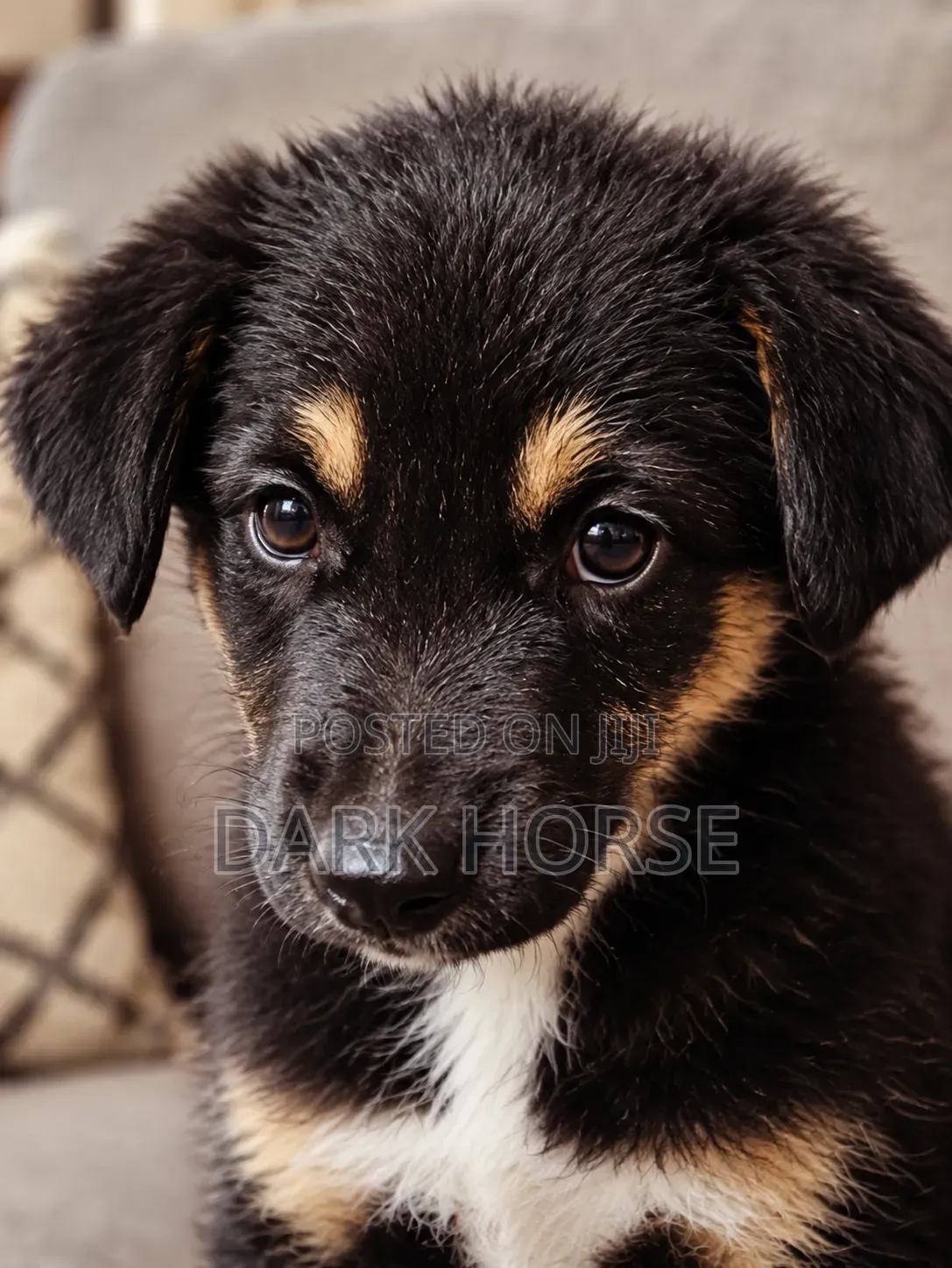 0-1 month Male Mixed Breed German Shepherd