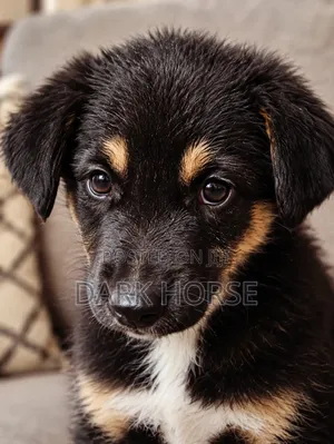 0-1 month Male Mixed Breed German Shepherd