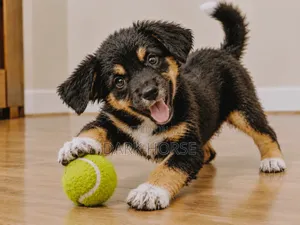 0-1 month Male Mixed Breed German Shepherd