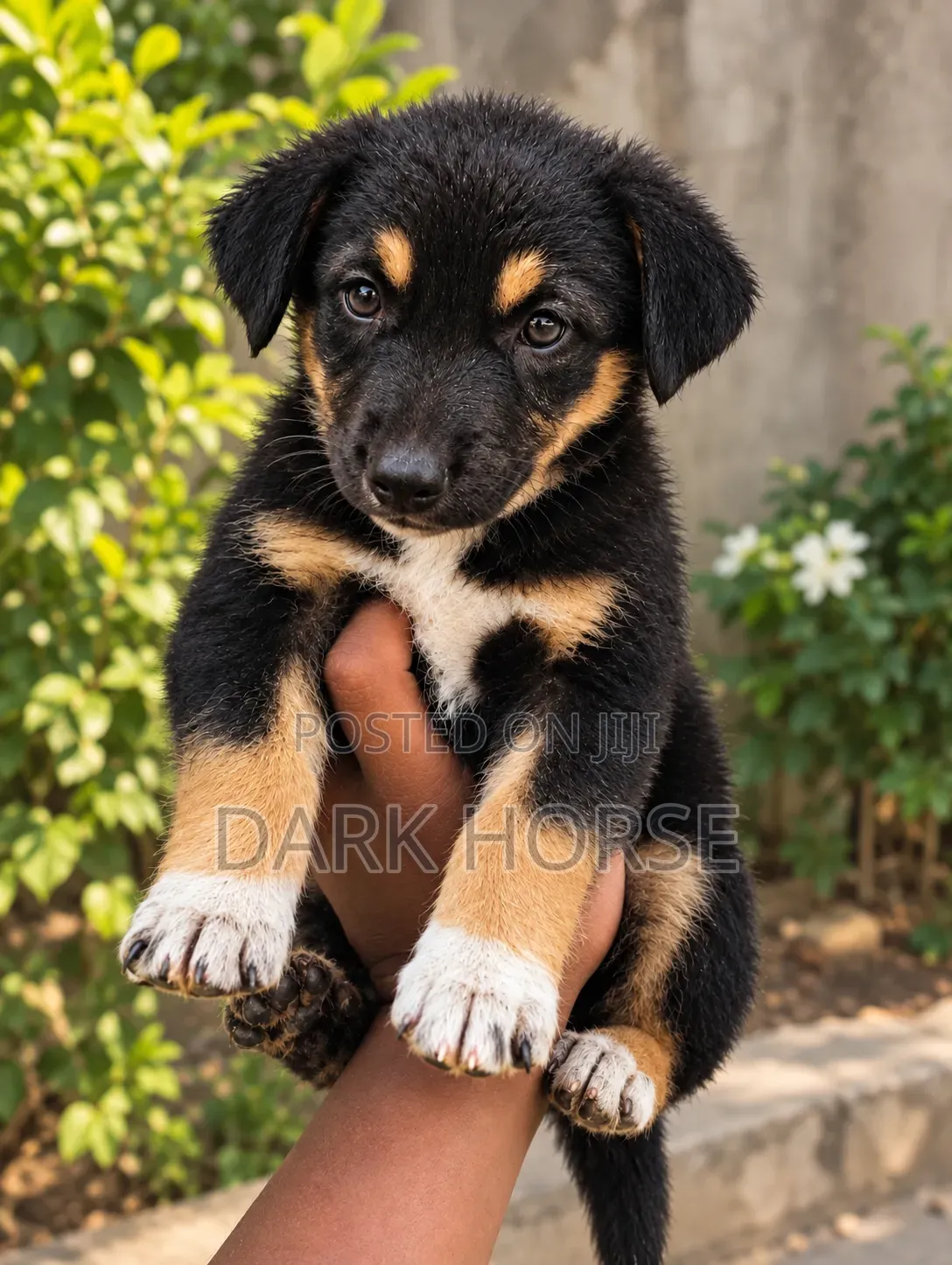 0-1 month Male Mixed Breed German Shepherd