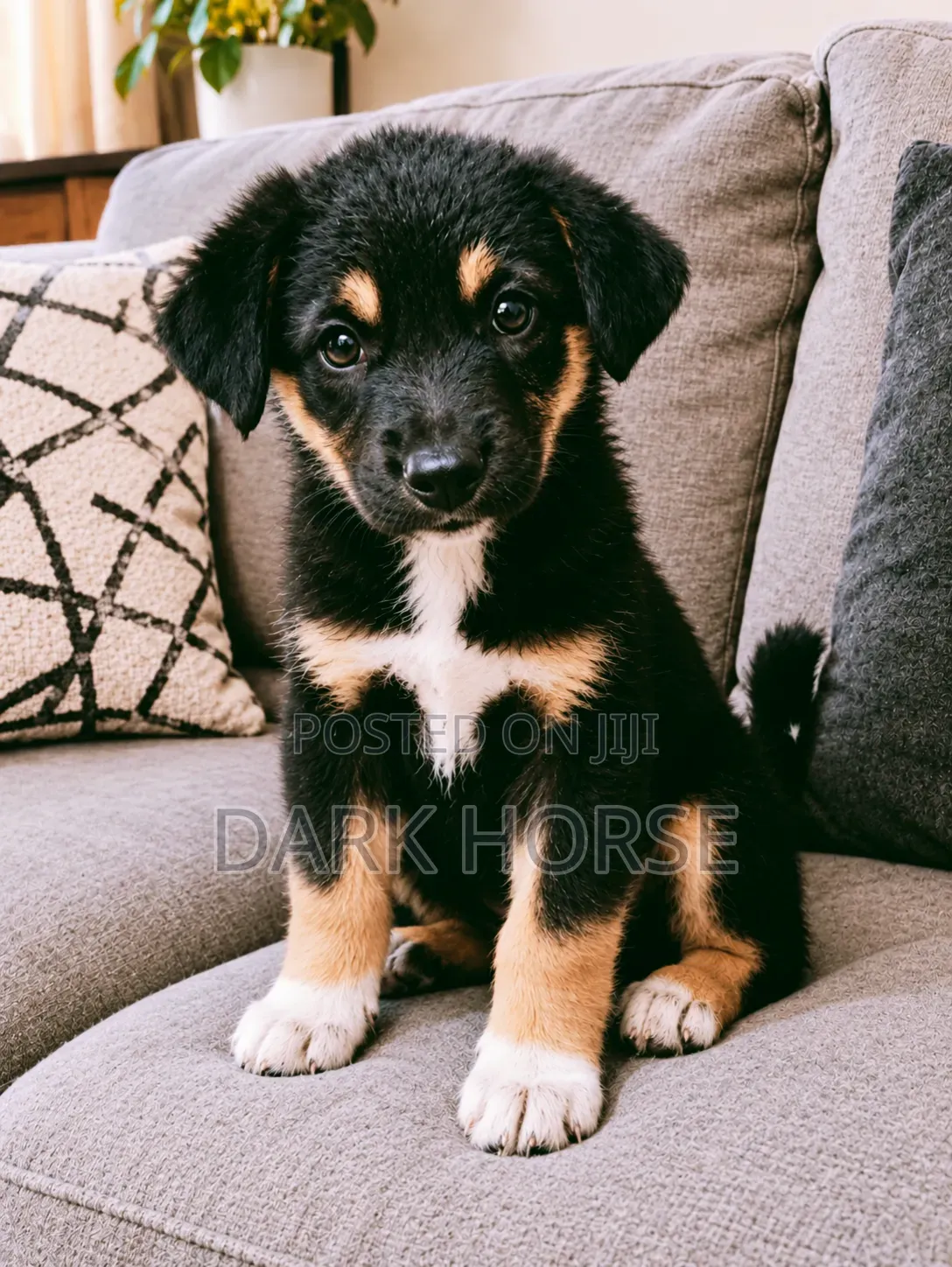 0-1 month Male Mixed Breed German Shepherd