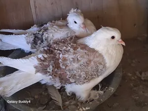 የፈለፈሉ ጥንድ ሳድል ፍሪዝ