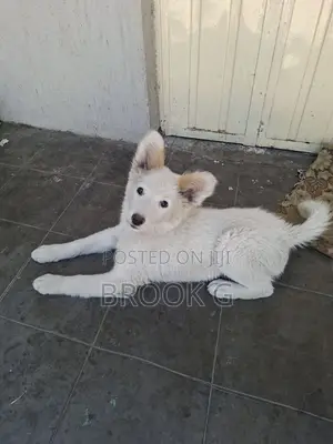 3-6 months Male Mixed Breed Mutt