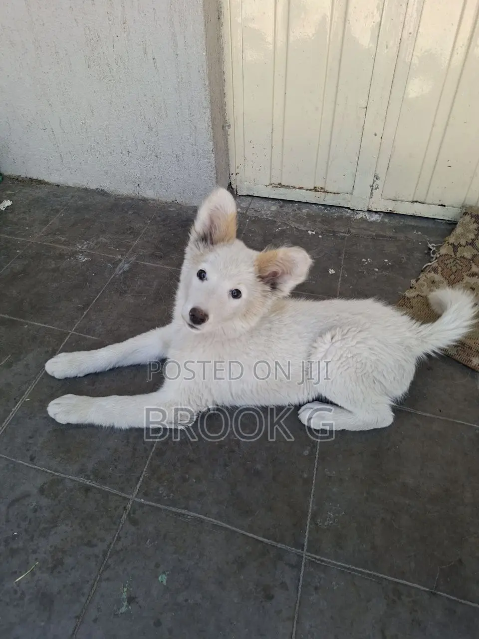 3-6 months Male Mixed Breed Mutt