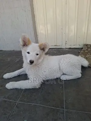 3-6 months Male Mixed Breed Mutt