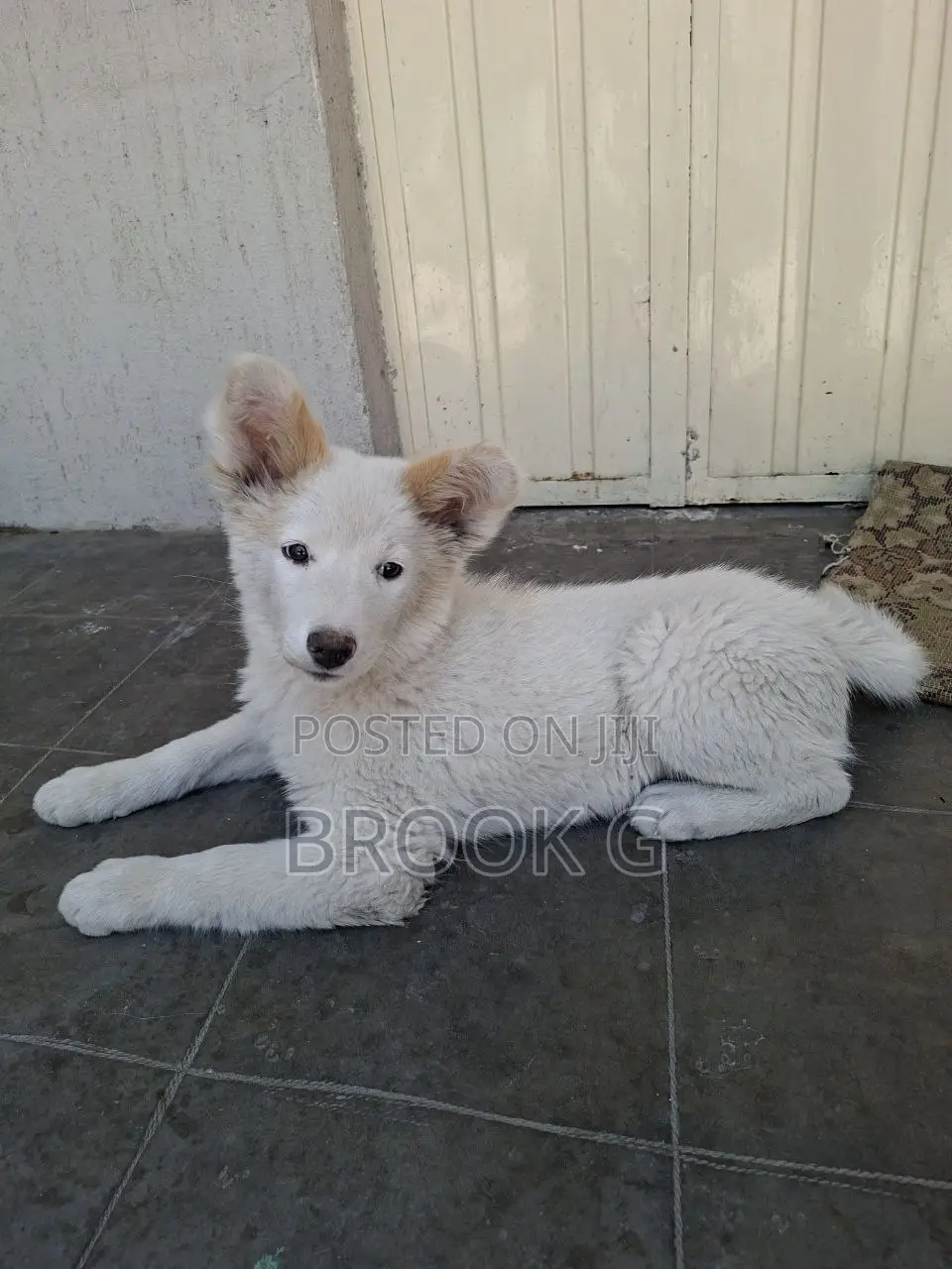 3-6 months Male Mixed Breed Mutt