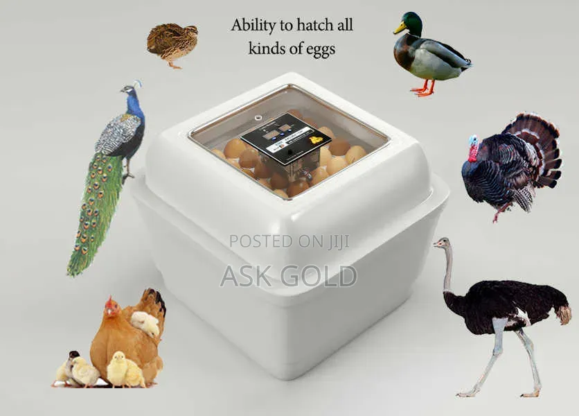 Egg Incubator