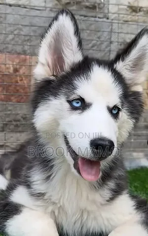 6-12 months Male Purebred Siberian Husky