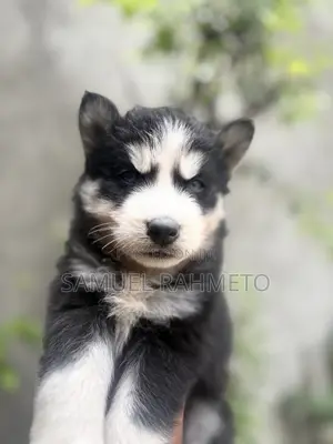 1-3 months Male Purebred Siberian Husky