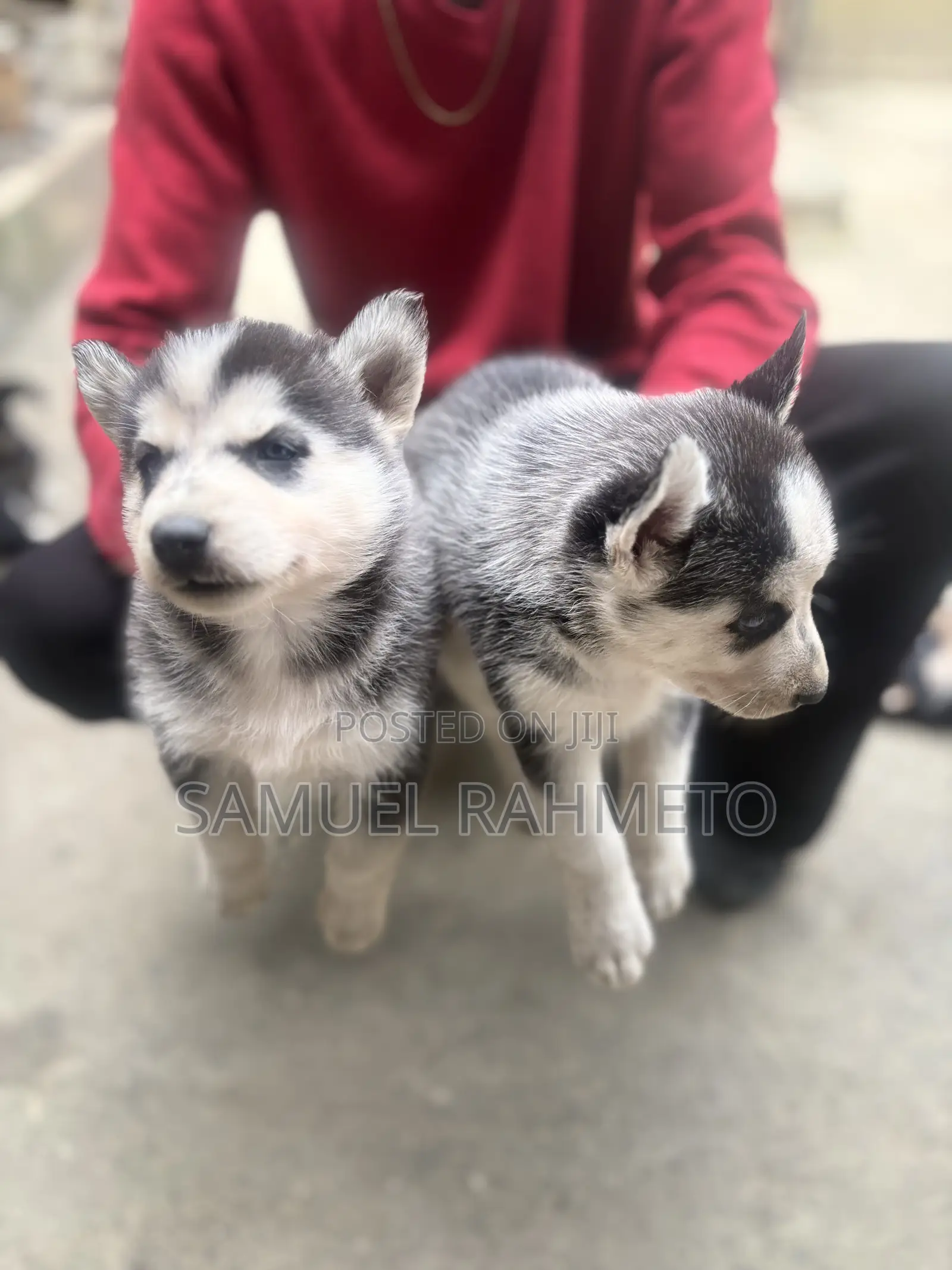 1-3 months Male Purebred Siberian Husky