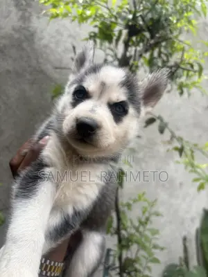 1-3 months Male Purebred Siberian Husky