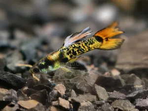Endler Livebearer MOQ 5