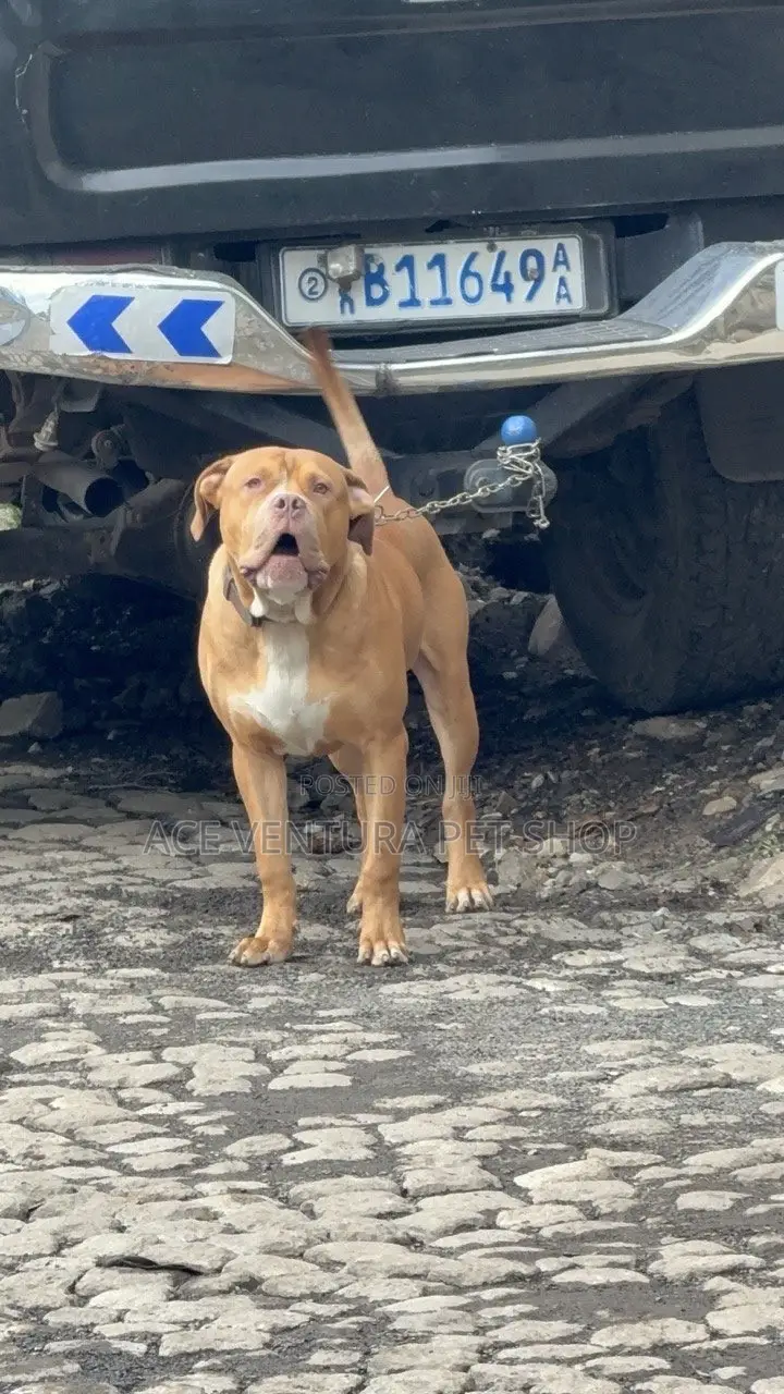 1-3 months Male Purebred American Pit Bull Terrier
