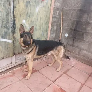 1-3 months Male Purebred German Shepherd