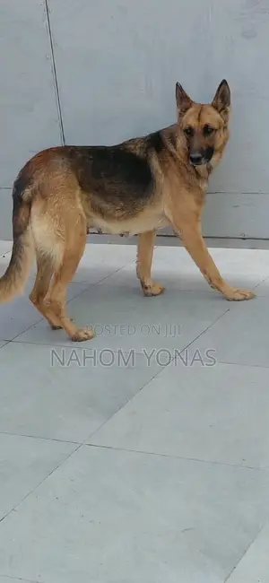 1+ year Female Purebred German Shepherd