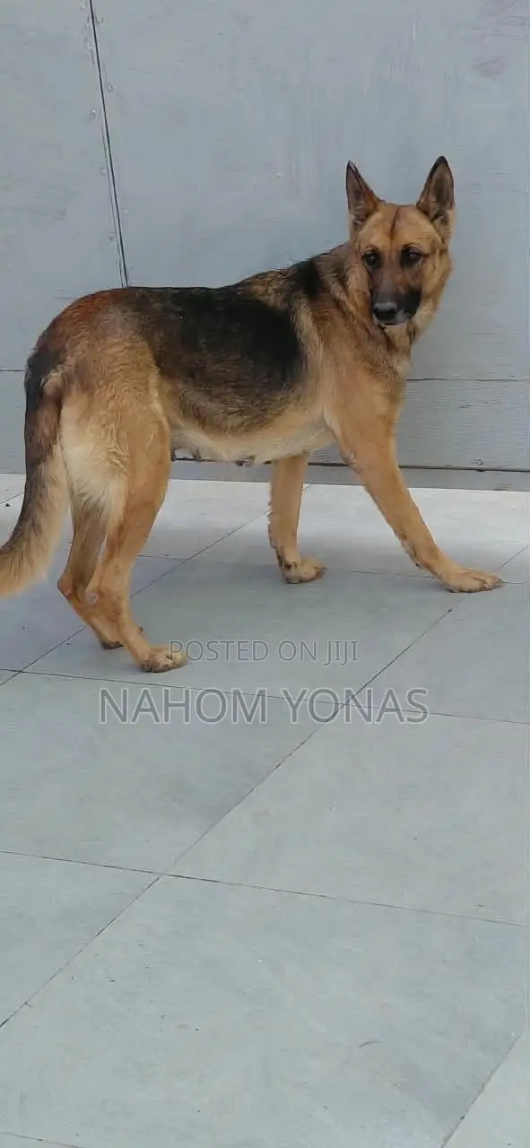 1+ year Female Purebred German Shepherd