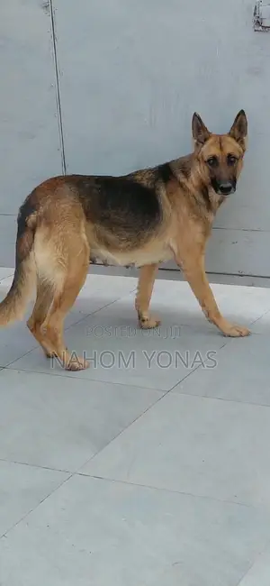 1+ year Female Purebred German Shepherd