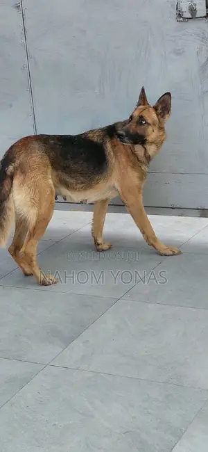 1+ year Female Purebred German Shepherd