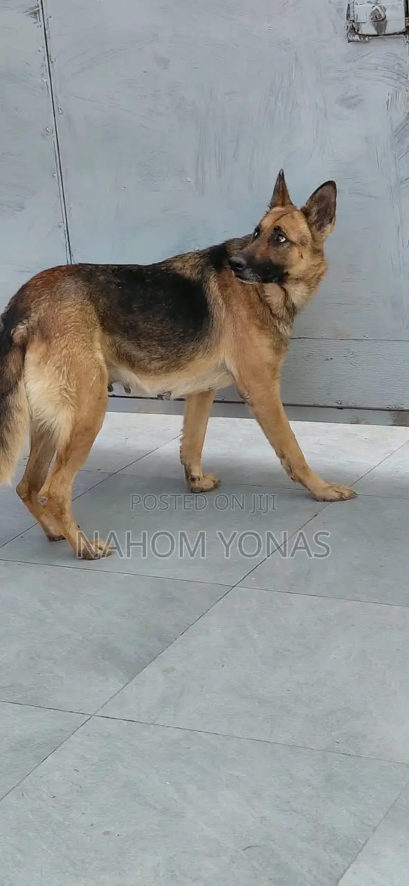 1+ year Female Purebred German Shepherd
