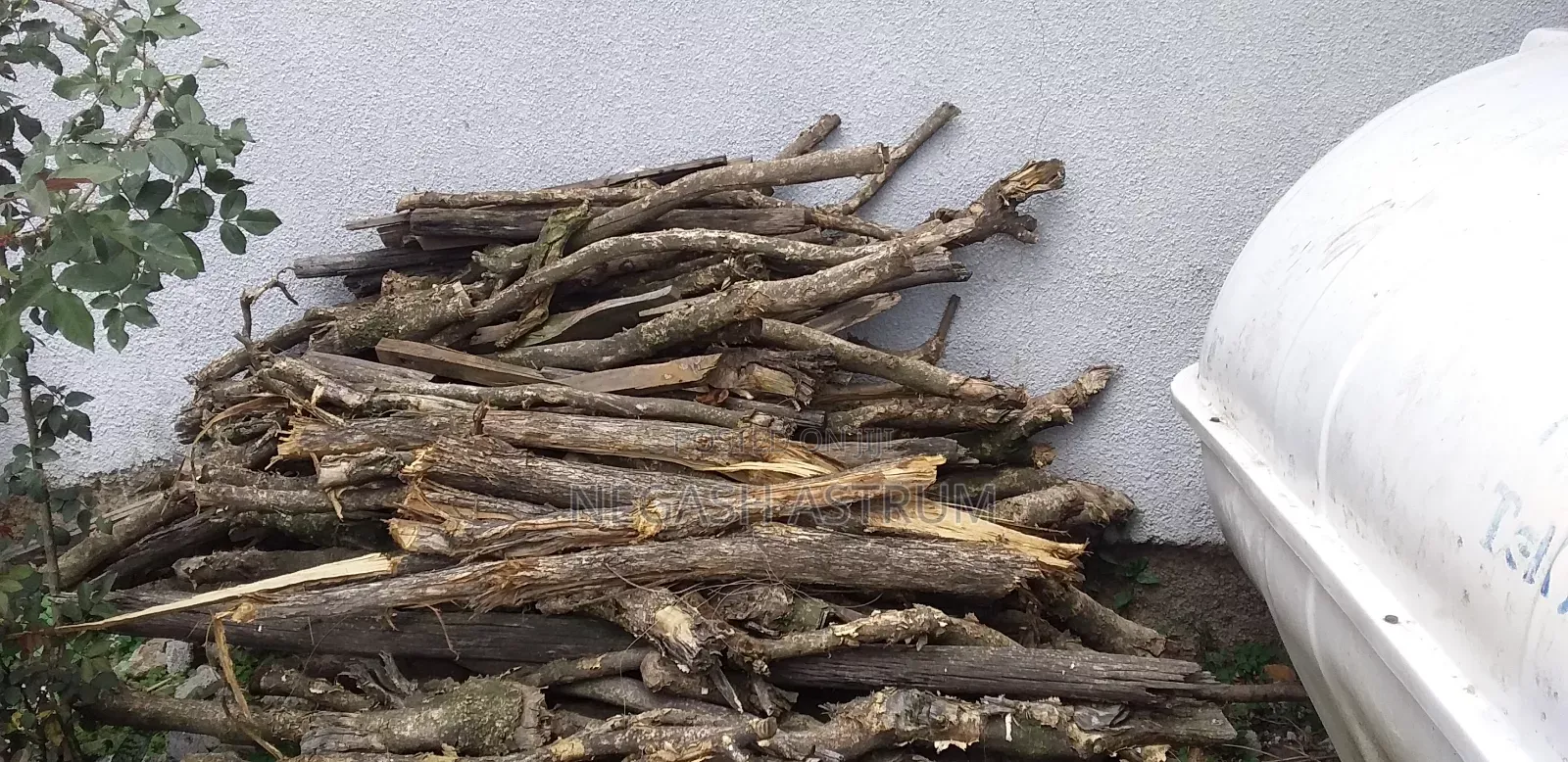 Fire Wood [መገዶ እንጨት]