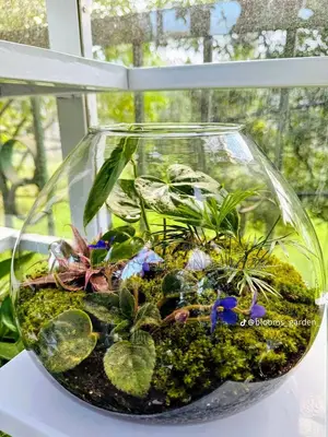 Custom Terrariums
