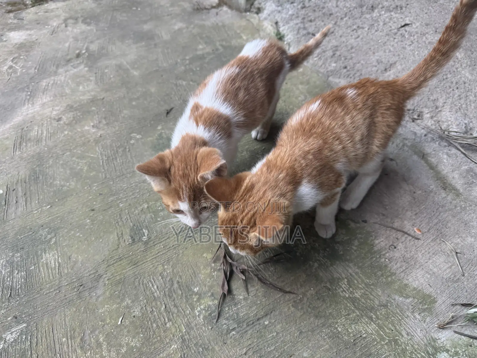 1-3 months Female Mixed Breed Abyssinian