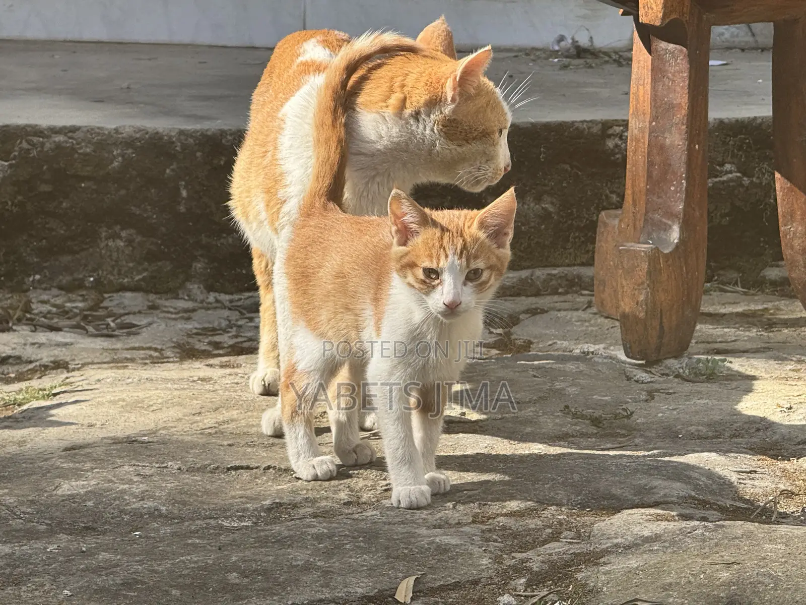 1-3 months Female Mixed Breed Abyssinian