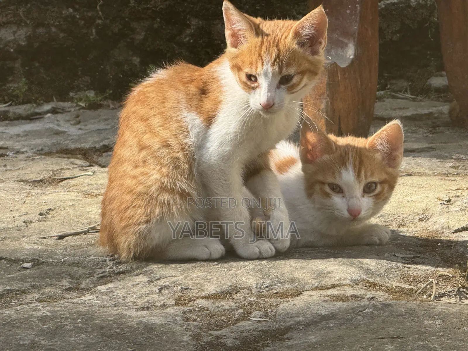 1-3 months Female Mixed Breed Abyssinian