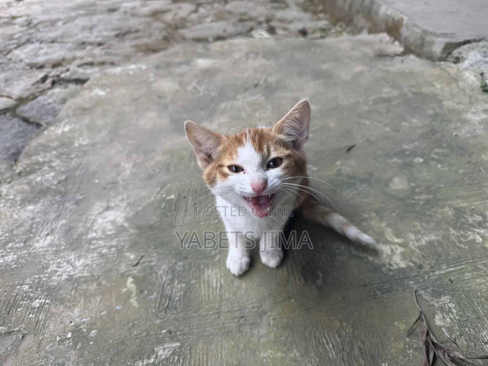 1-3 months Female Mixed Breed Abyssinian
