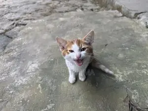 1-3 months Female Mixed Breed Abyssinian
