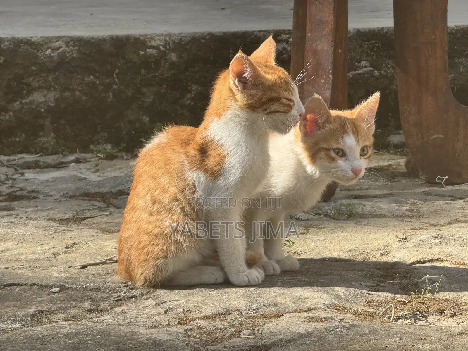 1-3 months Female Mixed Breed Abyssinian
