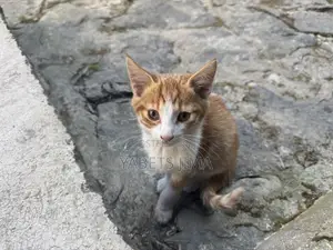 1-3 months Female Mixed Breed Abyssinian