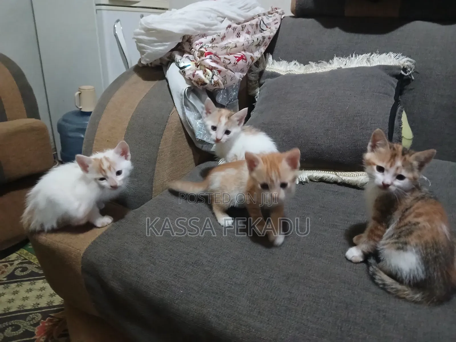 1-3 months Female Purebred Abyssinian
