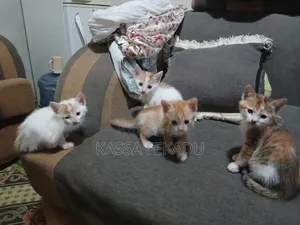 1-3 months Female Purebred Abyssinian