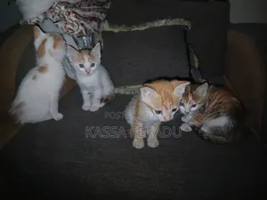 1-3 months Female Purebred Abyssinian