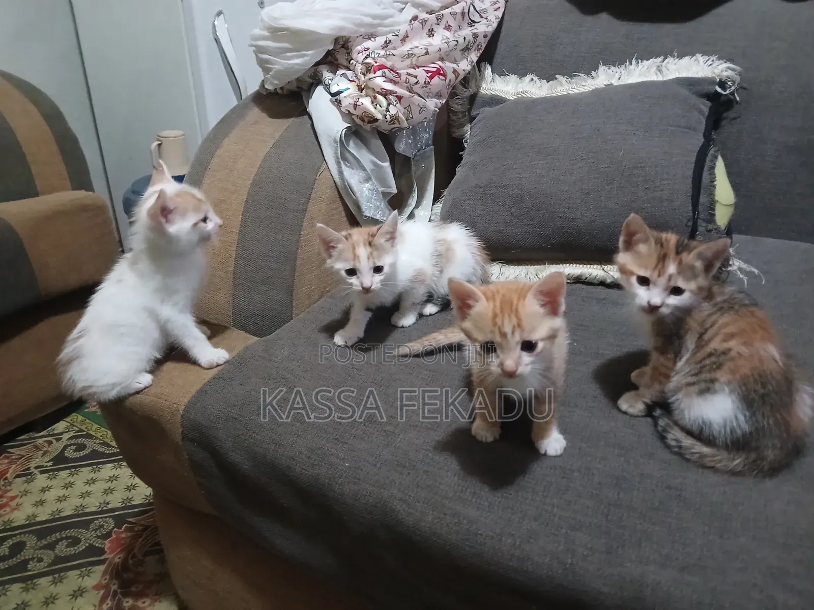 1-3 months Female Purebred Abyssinian