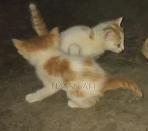1-3 months Female Mixed Breed American Shorthair
