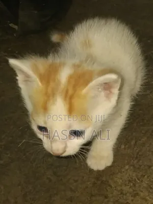 1-3 months Female Mixed Breed American Shorthair